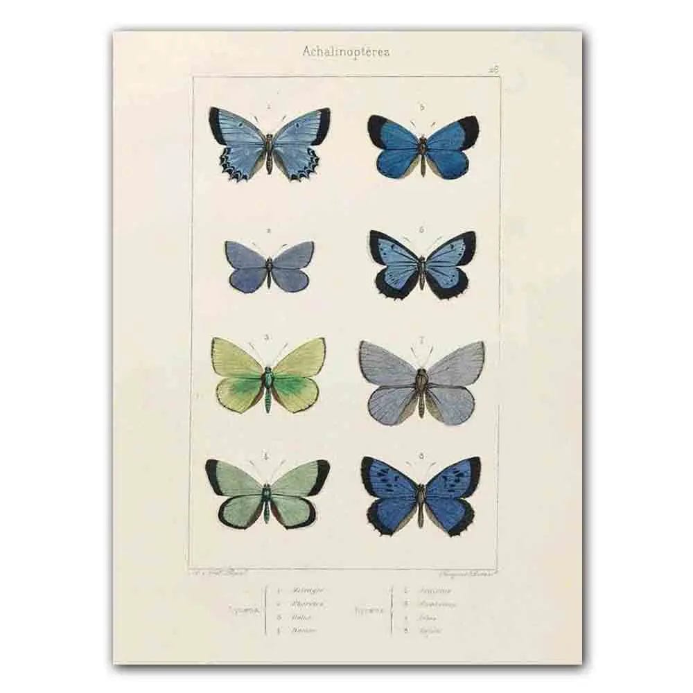 Abstract Nordic Retro Animals Art Canvas Painting Butterfly Insect Evolution Posters and Prints Wall Art Pictures for Home Decor