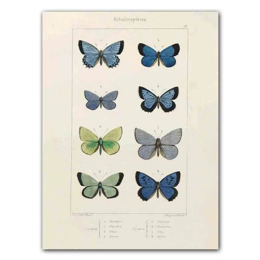 Abstract Nordic Retro Animals Art Canvas Painting Butterfly Insect Evolution Posters and Prints Wall Art Pictures for Home Decor