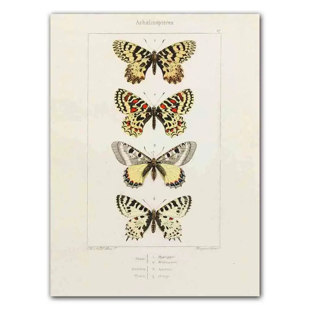 Abstract Nordic Retro Animals Art Canvas Painting Butterfly Insect Evolution Posters and Prints Wall Art Pictures for Home Decor