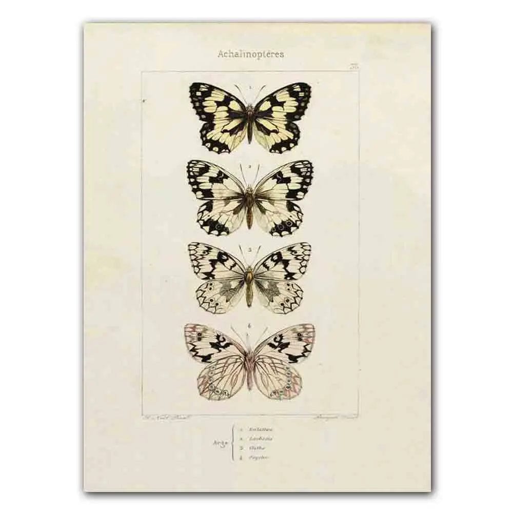 Abstract Nordic Retro Animals Art Canvas Painting Butterfly Insect Evolution Posters and Prints Wall Art Pictures for Home Decor