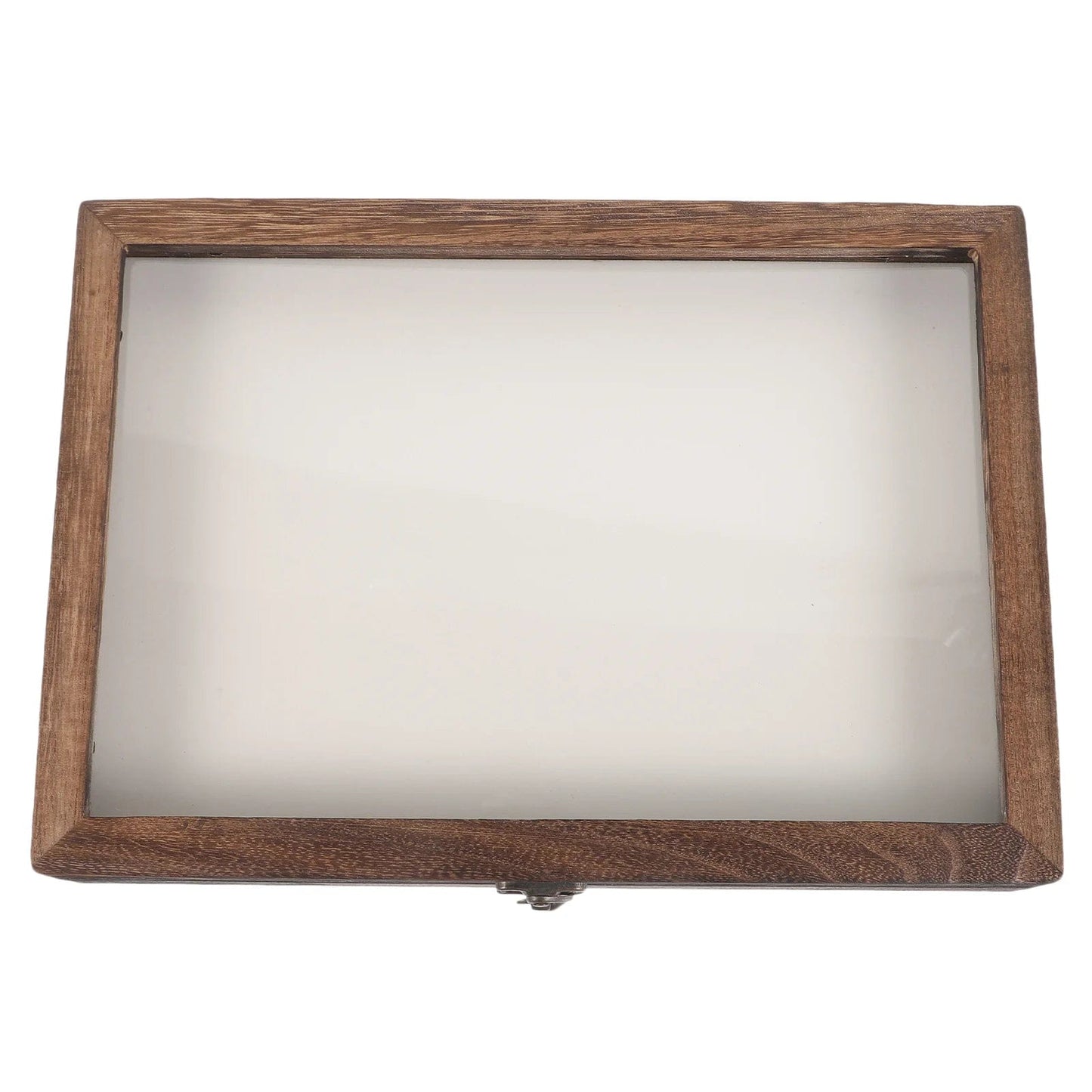 Large coffee butterfly display frame