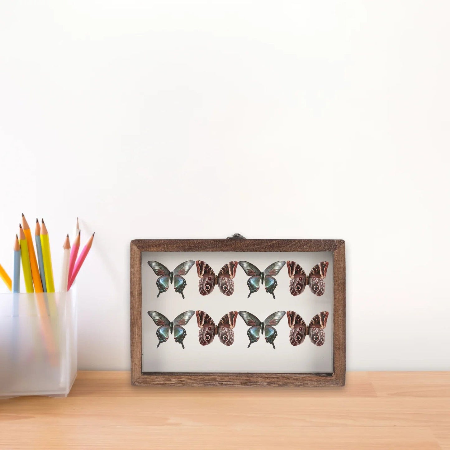 Large coffee butterfly display frame